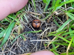 Bolbocerosoma bruneri