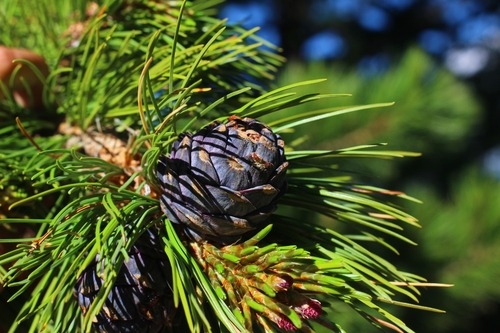 Swiss stone pine (Pinus cembra)