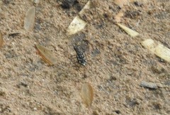 Lophyra striolata