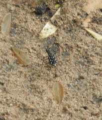 Lophyra striolata