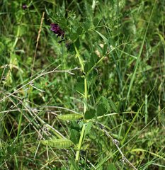 Vicia serratifolia