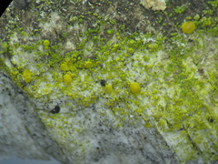 Candelariella xanthostigma