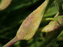 Puccinia hysterium