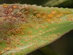 Puccinia hysterium