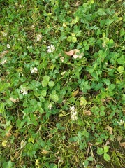 Trifolium repens