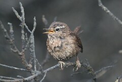 Troglodytes pacificus