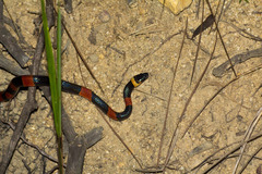 Oxyrhopus petolarius