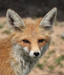Vulpes vulpes barbara