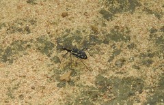 Lophyra striolata