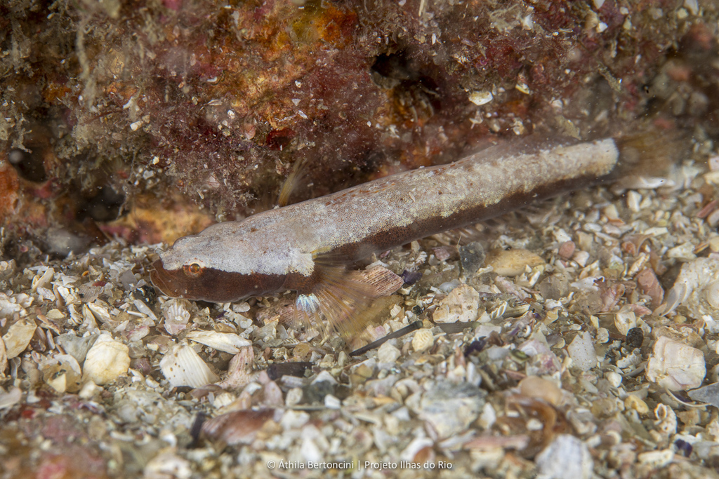 Myers' goby (Gobulus myersi) — Gobiidae