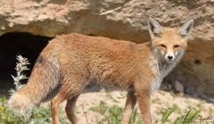 Vulpes vulpes barbara