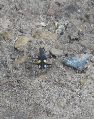 Cicindela bicolor