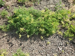 Cymopterus terebinthinus albiflorus