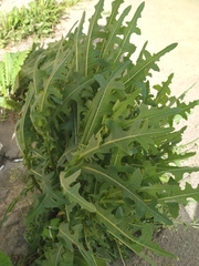 Lactuca serriola