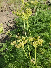 Cymopterus terebinthinus albiflorus