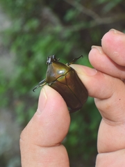 Pseudotorynorrhina japonica