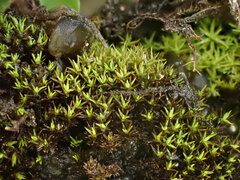 Trichostomum crispulum