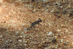 Cicindela calligramma