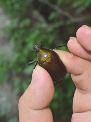 Pseudotorynorrhina japonica
