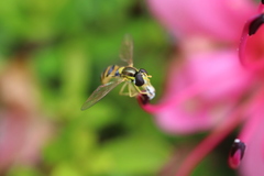 Sphaerophoria macrogaster