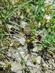 Tibicina