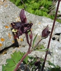 Aquilegia atrovinosa
