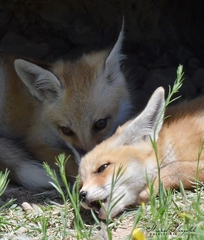 Vulpes vulpes barbara