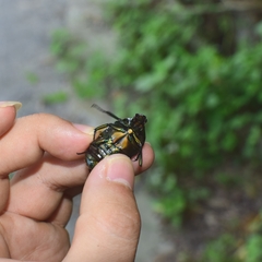 Pseudotorynorrhina japonica