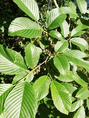 Rhamnus fallax