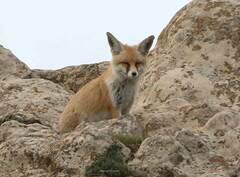 Vulpes vulpes barbara