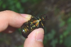 Pseudotorynorrhina japonica