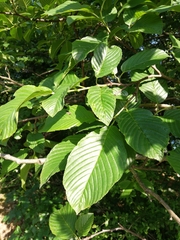 Rhamnus fallax