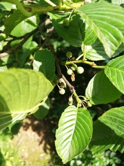 Rhamnus fallax