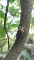 Pseudotorynorrhina japonica