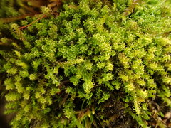 Campylophyllum halleri