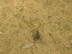 Cicindela calligramma