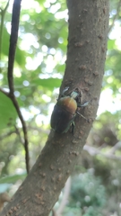 Pseudotorynorrhina japonica