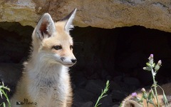 Vulpes vulpes barbara