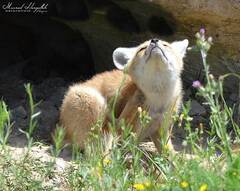 Vulpes vulpes barbara