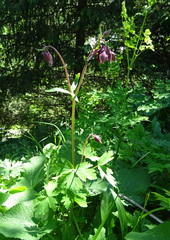 Aquilegia atrovinosa