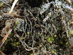 Odontoschisma elongatum