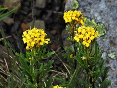 Barbarea taiwaniana