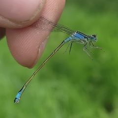 Ischnura elegans