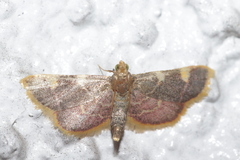 Hypsopygia costalis