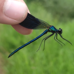 Calopteryx splendens