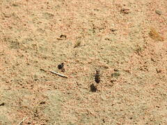 Cicindela calligramma