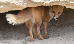 Vulpes vulpes barbara