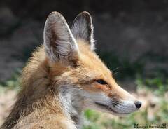 Vulpes vulpes barbara