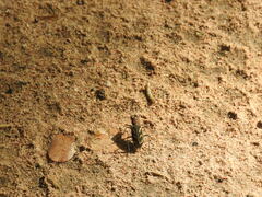 Cicindela calligramma