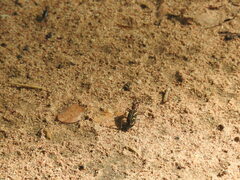 Cicindela calligramma